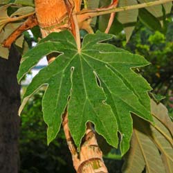 Aralia papelera